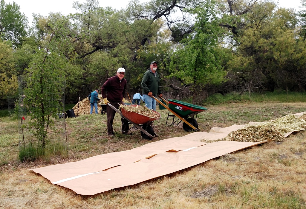 Paper laid down, beginning to cover with mulch